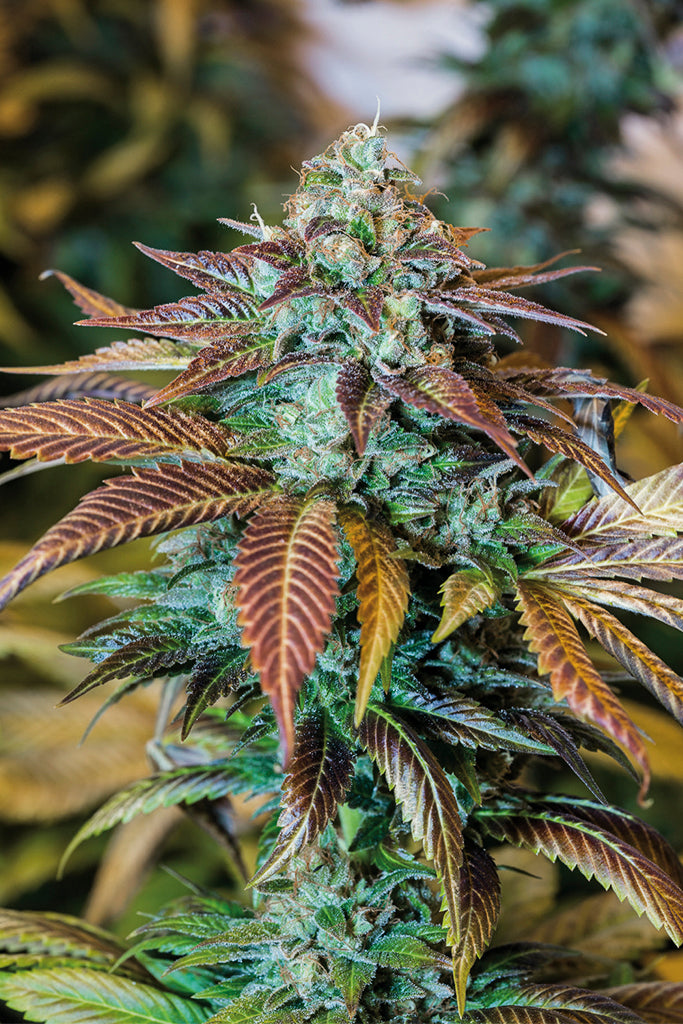 Lemon Kush Headband