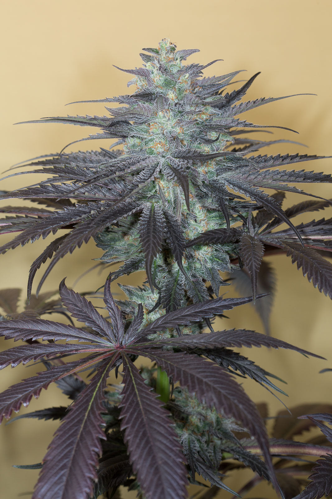 Bubba Kush 2.0