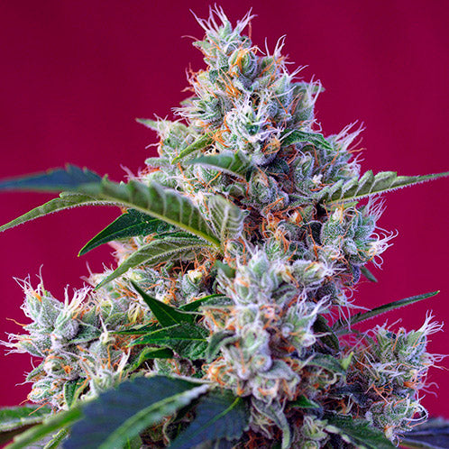 Indigo Berry Kush