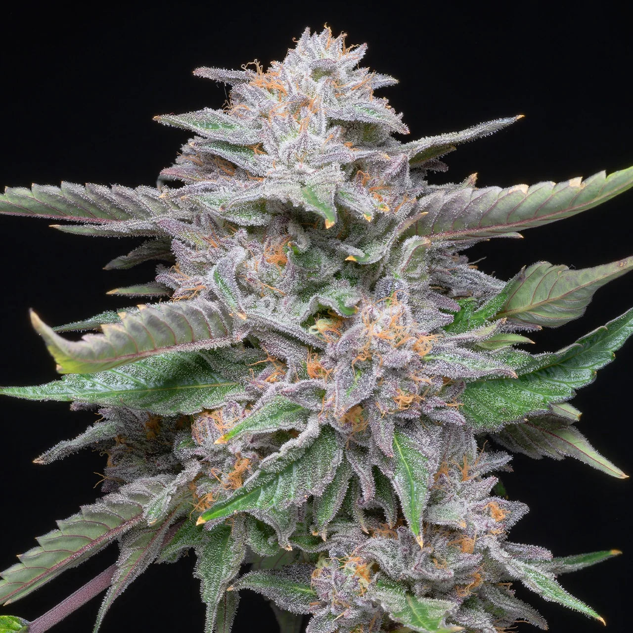 Lemon Cherry Gelato