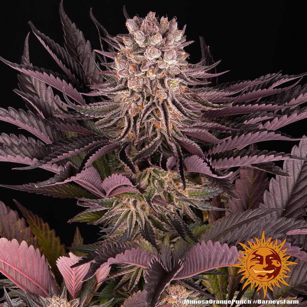 Mimosa X Orange Punch