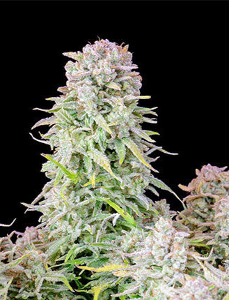 Afghan Kush Auto