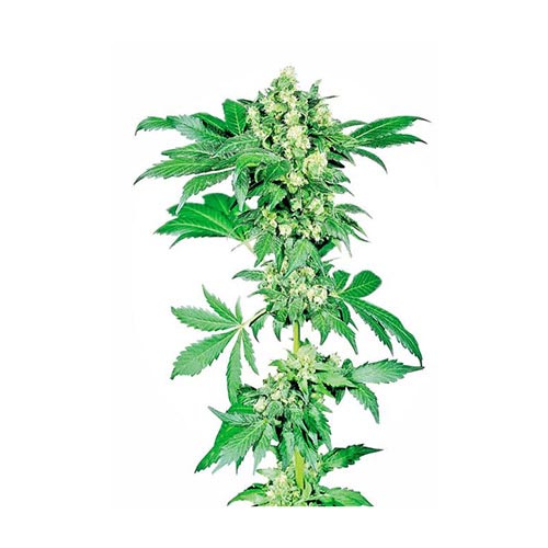 Afghani #1 - Regolari