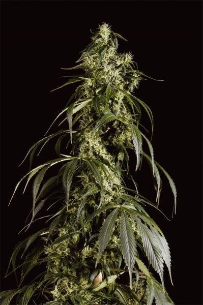 Arjan's Haze #1