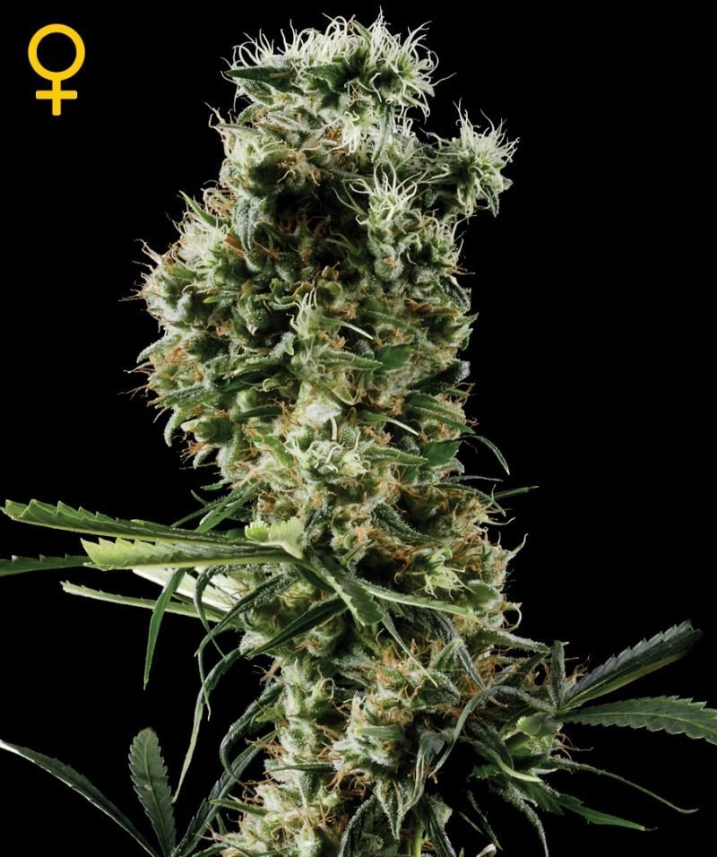 Arjan's Haze #2