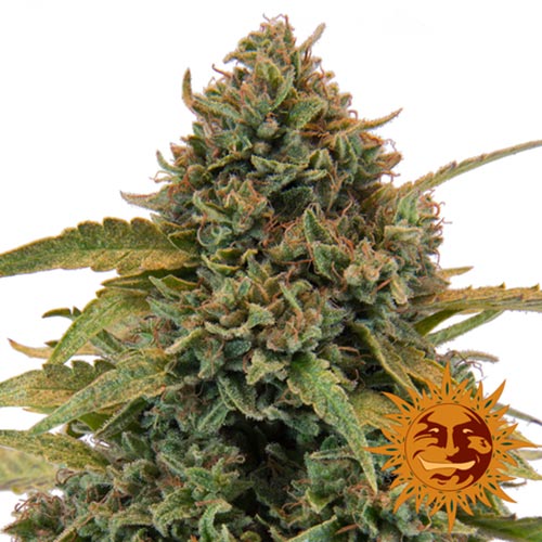 Bad Azz Kush