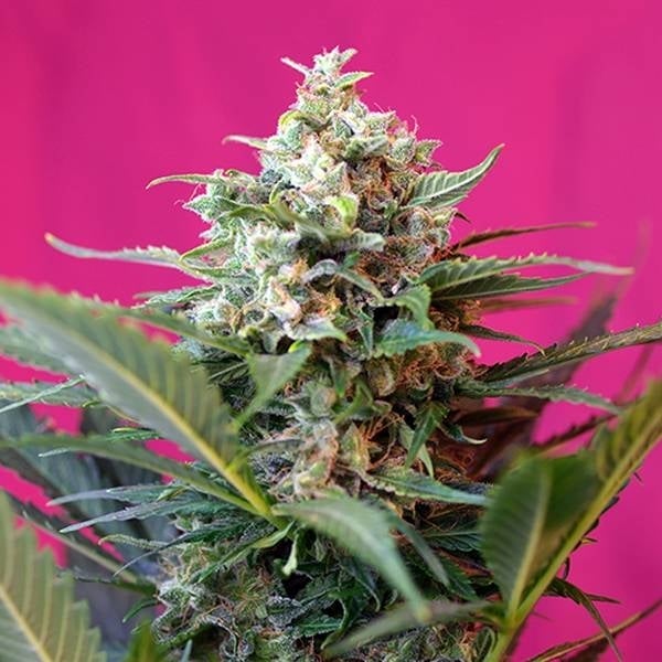 Big Devil XL Auto