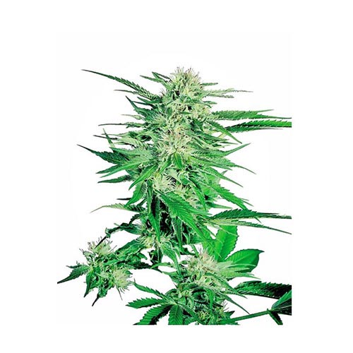 Big Bud Regolari
