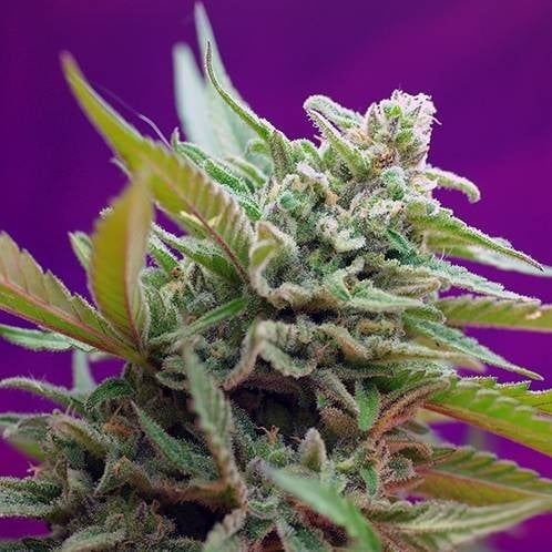 Black Jack Auto