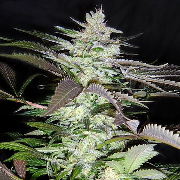 Black Jack