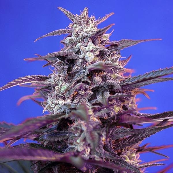 Bloody Skunk Auto
