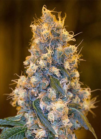 Blue Fire