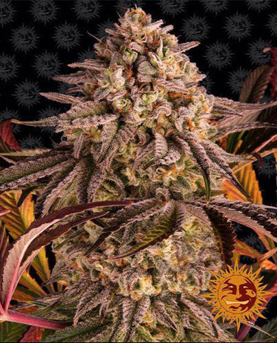 Blue Sunset Sherbert