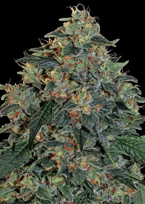 Blueberry OG