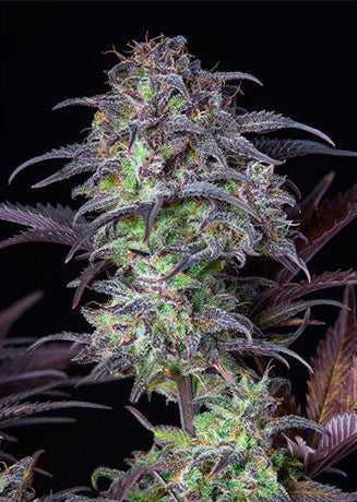 Blueberry Auto