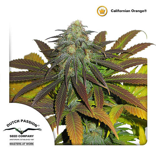 California Orange