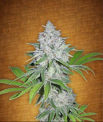 Californian Snow Auto