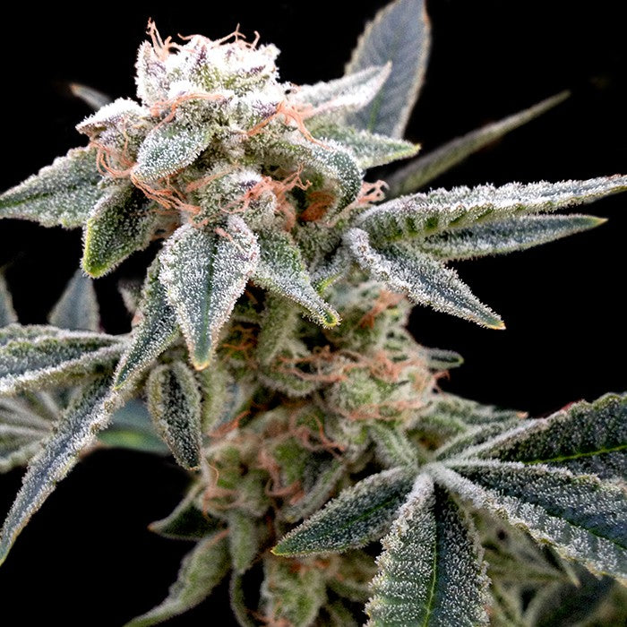 White Alien