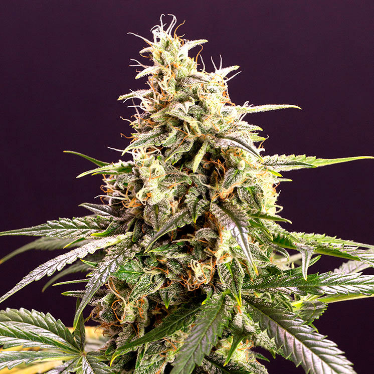 Chem-Bomb Auto