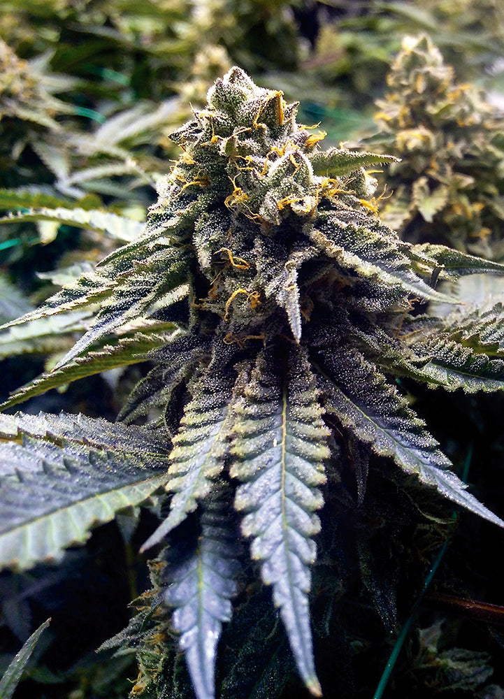 Chocolate Mint OG