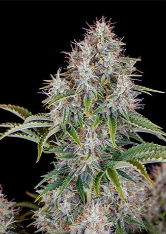 Cinderella Auto