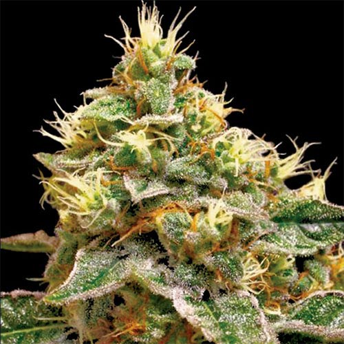 Confidential Cheese