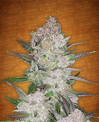 Cream Cookies Auto