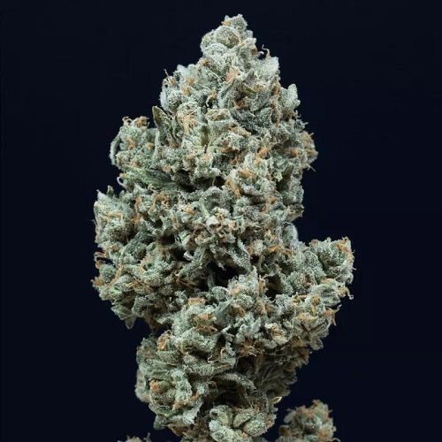 Critical + 2.0 Auto