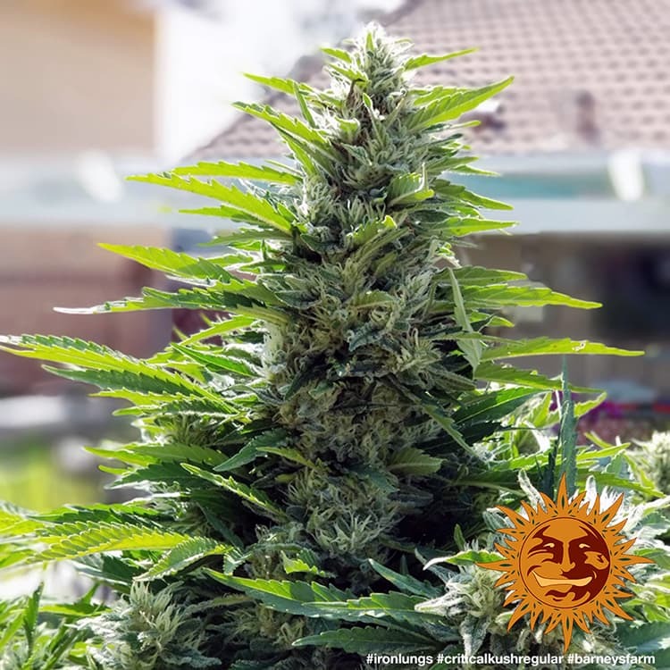 Critical Kush Regolari