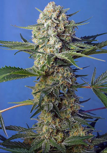 Crystal Candy F1 Fast Version