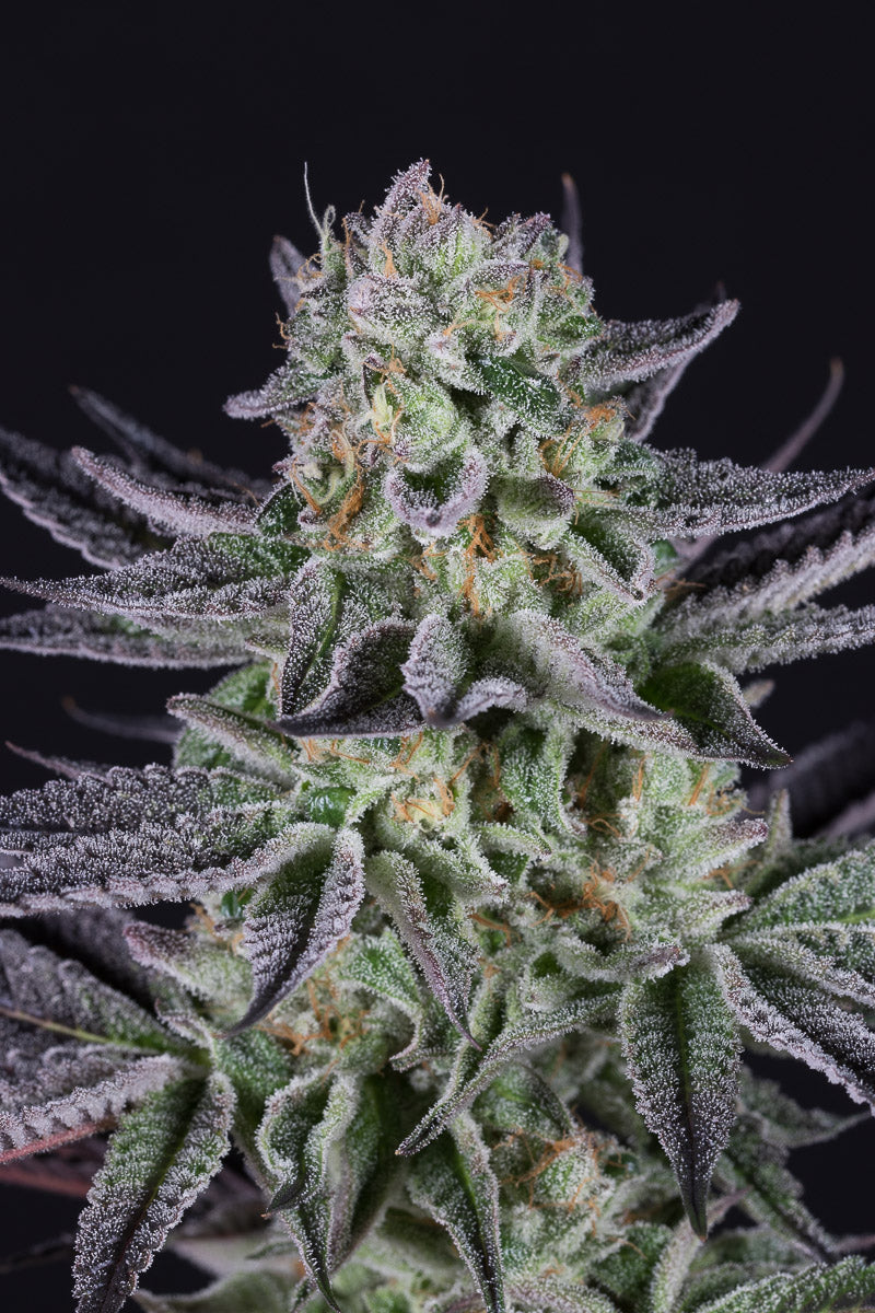 Blueberry Cookies
