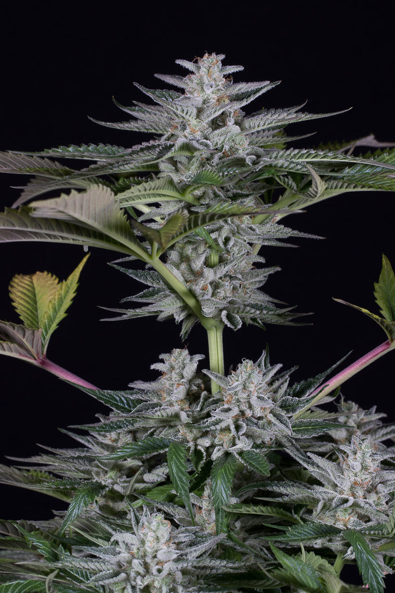 Ocean Grow Cookies