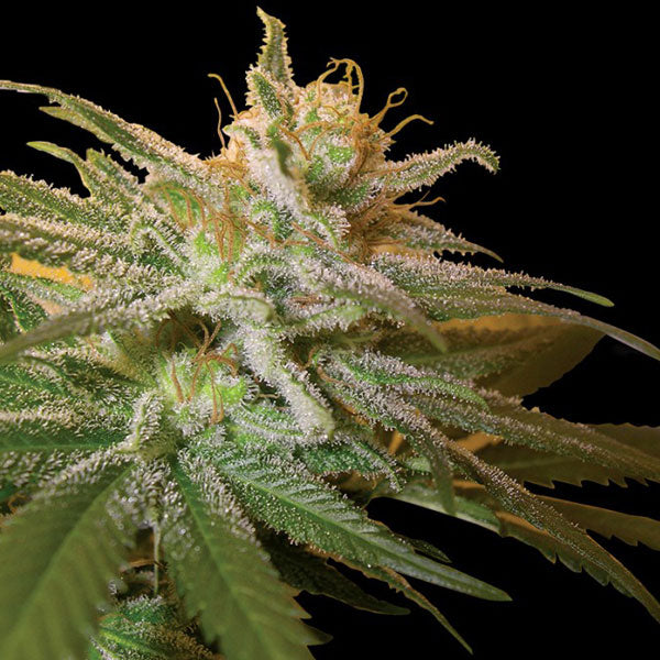 Kushberry