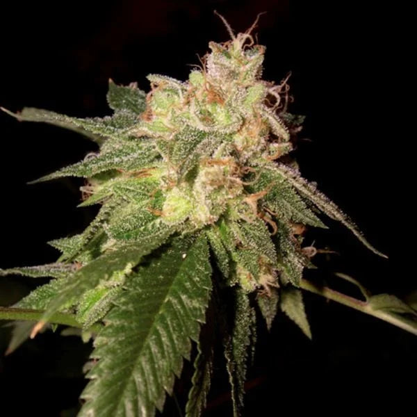 O.G. Kush Riserva Privada