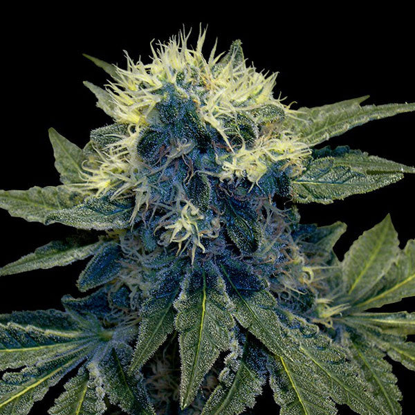 Sharksbreath