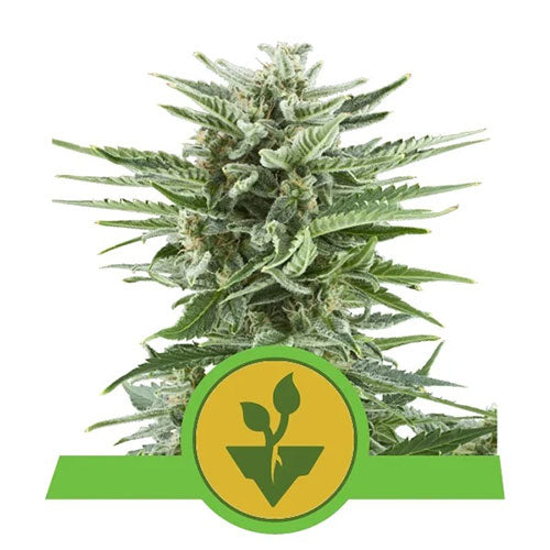 Easy Bud Automatic