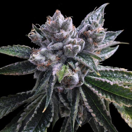 El Fuego Auto