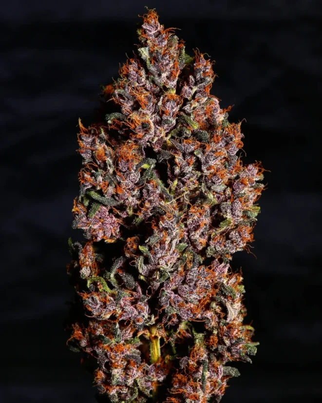 Crystal Meth Auto