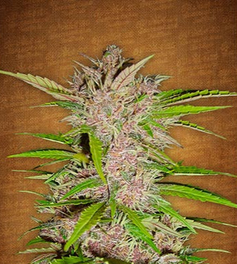 Fastberry Auto
