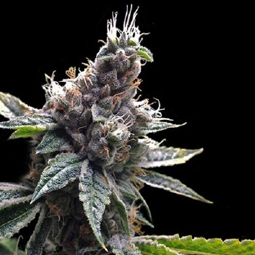 Florida OG