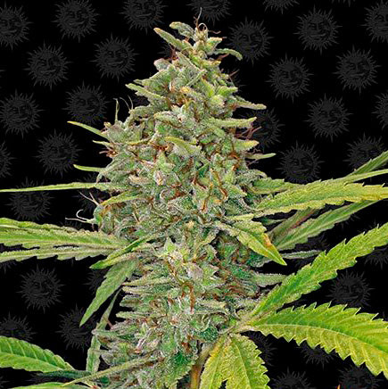 G13 Haze