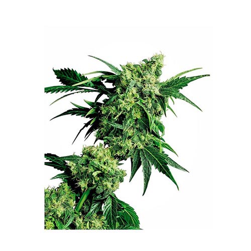 G13 x Hash Plant Regolari