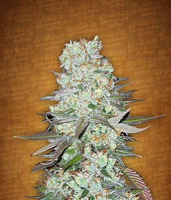 G14 Auto