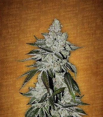 Girl Scout Cookies Auto