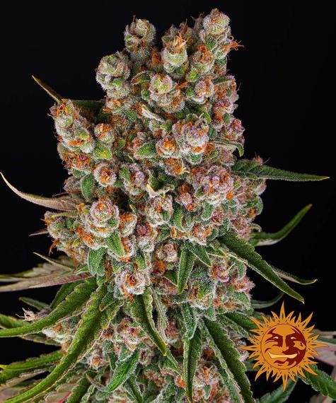 GMO auto