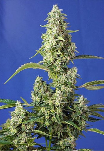 Gorilla Girl XL Auto