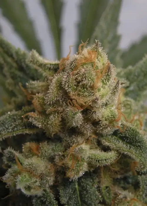 Grapegum