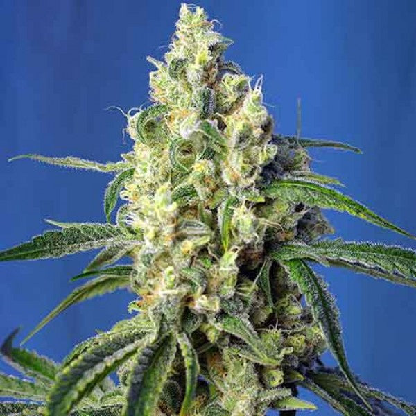 Green Poison XL Auto