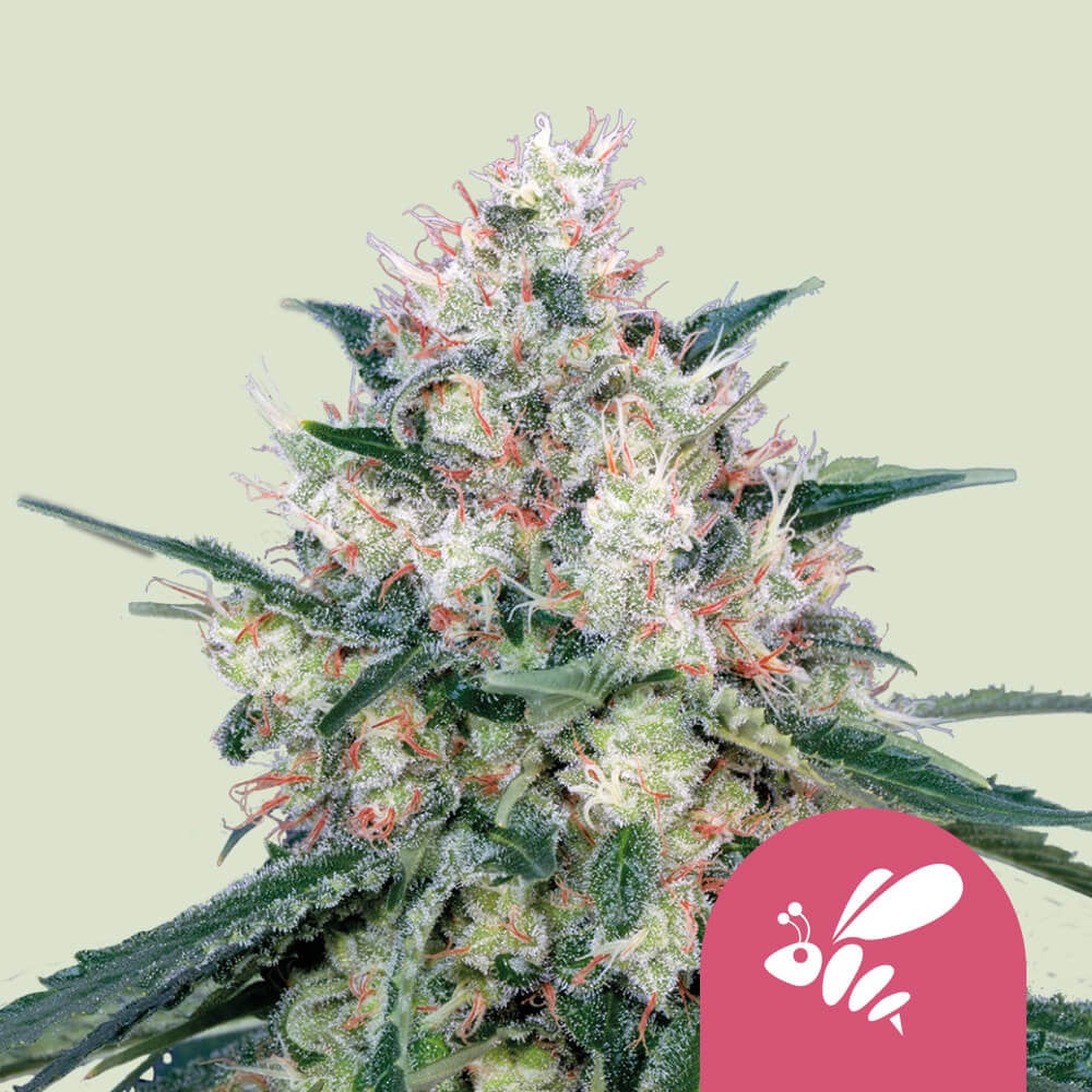 Honey Cream Fast Flowering