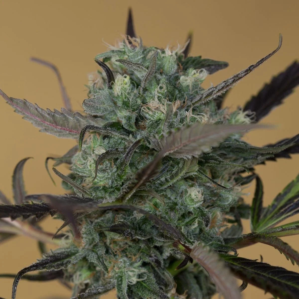 Chemdawg